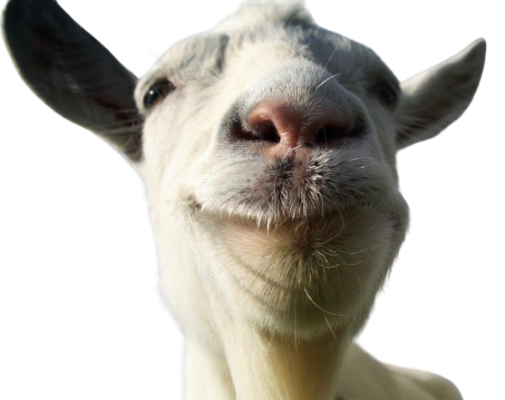 A curious goat